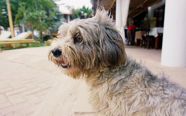  This is Luna, one of the four dogs that live at the Pinamar Hotel here in Zorritos. 